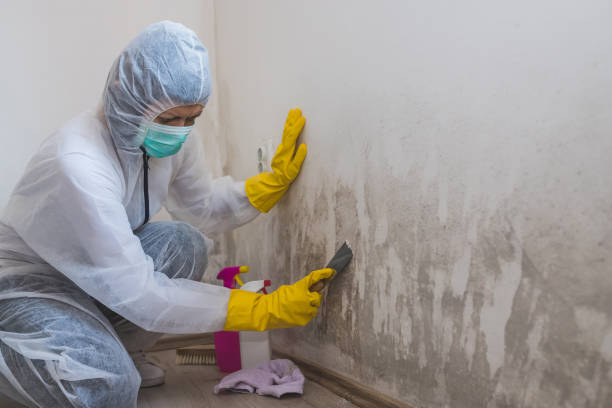 Best Environmental Consulting for Mold Prevention  in North Charleroi, PA