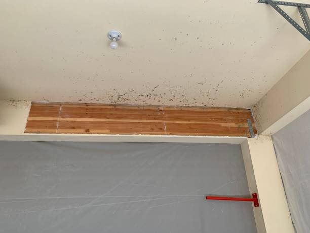 Best Emergency Mold Remediation  in North Charleroi, PA